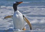 Gentoo Penguin